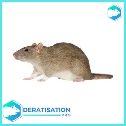 deratisation-pro