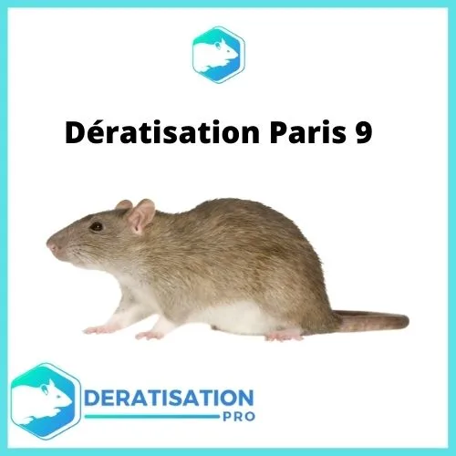 Dératisation-Paris-9