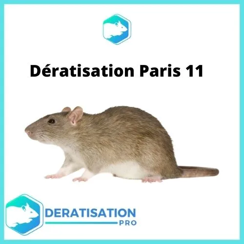 Dératisation à Paris 11 - Des résultats garantis à 100% Dératisation-Paris-11