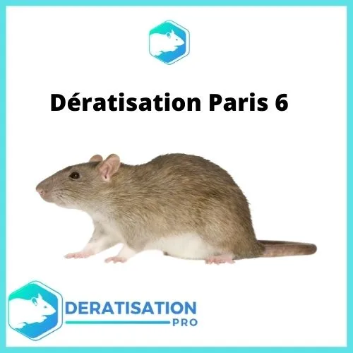 Dératisation à Paris 6 - Votre solution anti-rats à Paris ! Dératisation-Paris-6