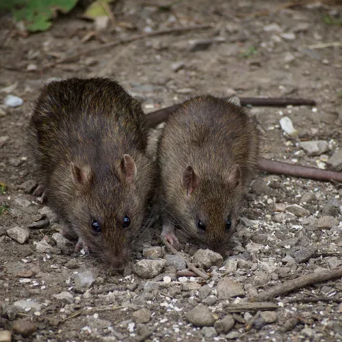 Rat sauvage : tout ce que vous devez savoir ! rat sauvage