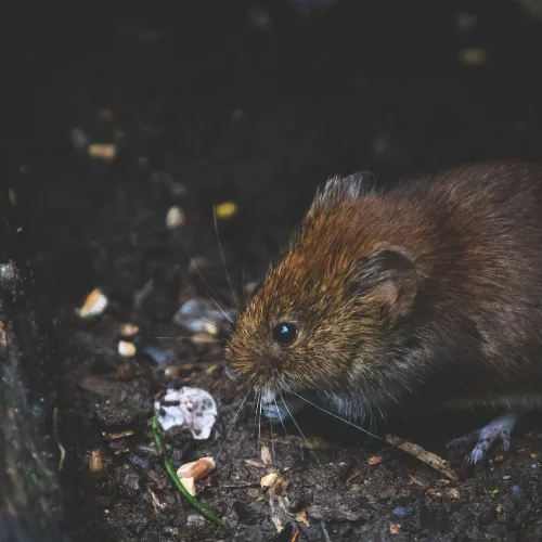Rat sauvage : tout ce que vous devez savoir ! rat sauvage