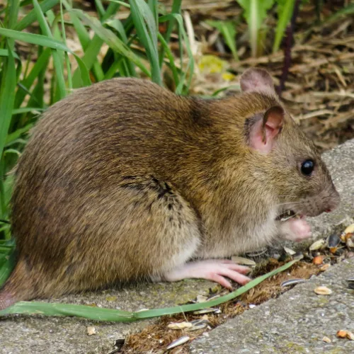 Rat sauvage : tout ce que vous devez savoir ! rat sauvage