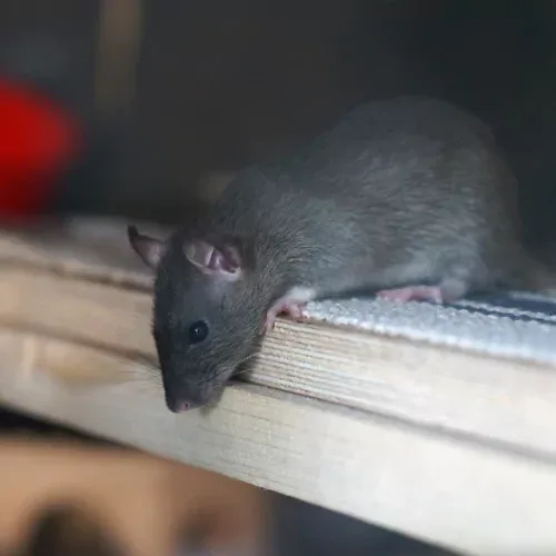 crotte-de-rat