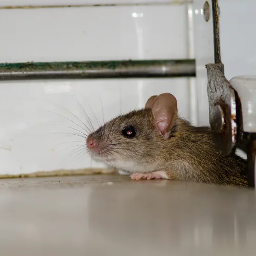 souris-dans-les-murs