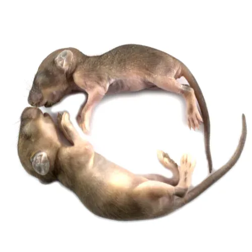 Rat sauvage : tout ce que vous devez savoir ! dératisation