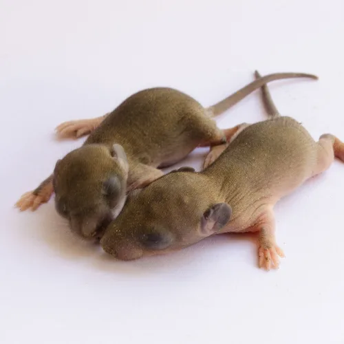 Gestation Rat : Quand naissent les rats ? Gestation Rat