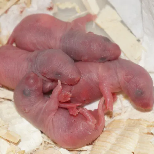 Gestation Rat : Quand naissent les rats ? Gestation Rat