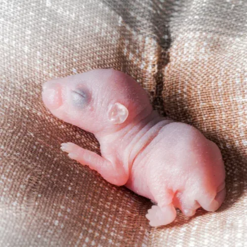 Gestation Rat : Quand naissent les rats ? Gestation Rat