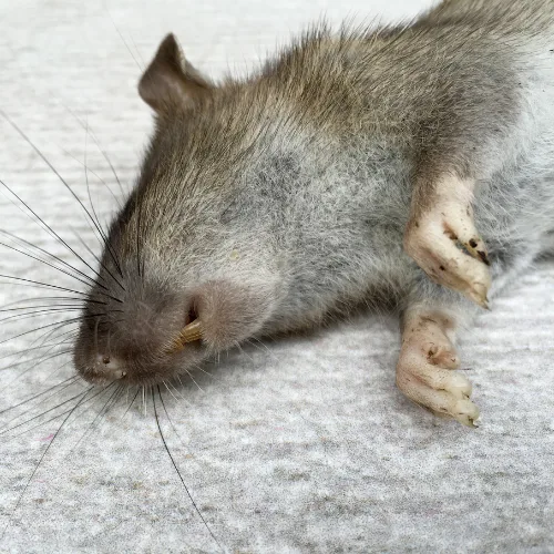 Odeur de rat mort : ce que vous devez savoir ! odeur-rat-mort