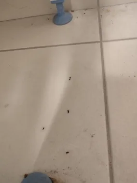 Crotte de souris dans votre maison : Que faire ? crotte de souris