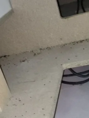 Crotte de souris dans votre maison : Que faire ? crotte de souris